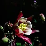 Aquilegia Bed & Breakfast Acqualagna