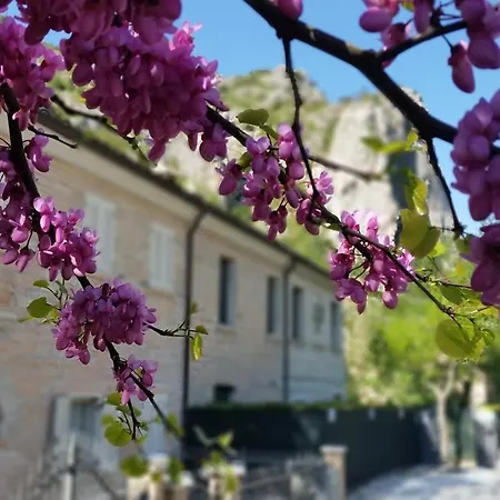 Aquilegia Couette-café Acqualagna