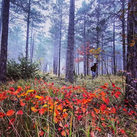 Aquilegia Couette-café 3*