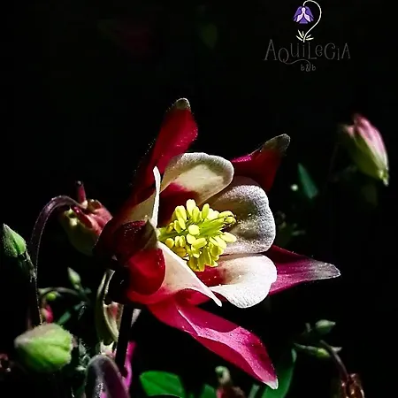Aquilegia 3*