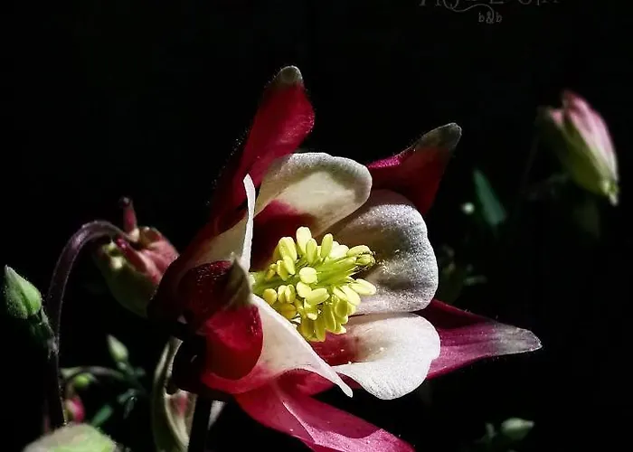 Aquilegia B&B 악콸라냐